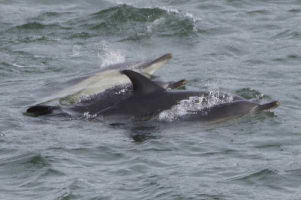 17 January 2021 - 11-25-21 
The start of a sequence of four dolphins on the surface all together. Pic 1 of 6
--------------------------
Dolphins in the river Dart, Dartmouth